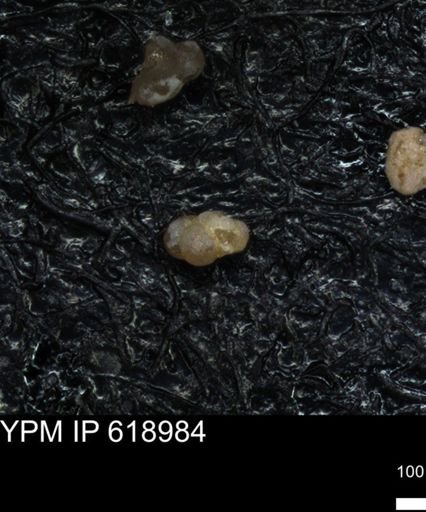 undet. Rugoglobigerinidae