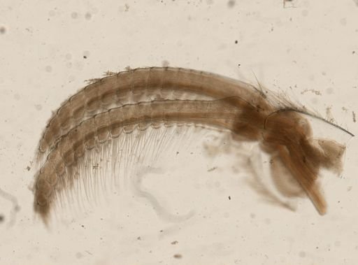 Amphibalanus eburneus