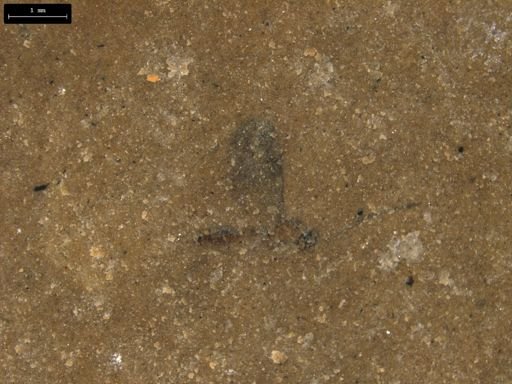 taxon undetermined