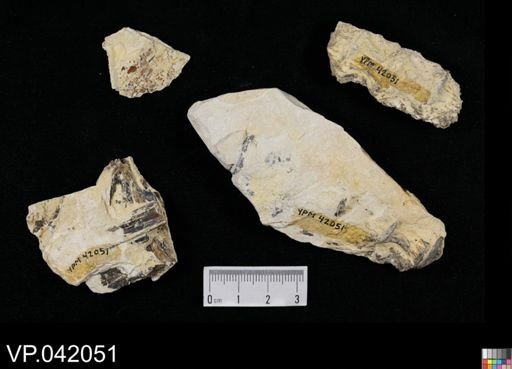 undet. Actinopterygii