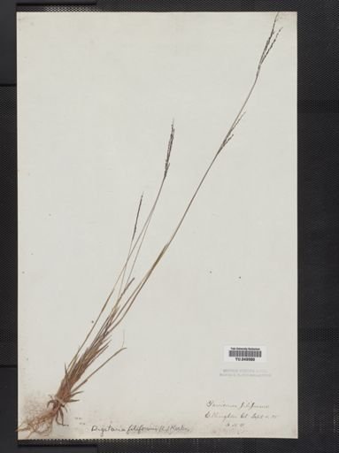 Digitaria filiformis
