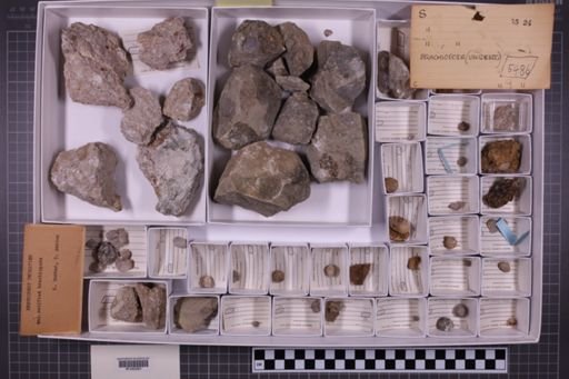 mixed taxa, stratigraphic collection
