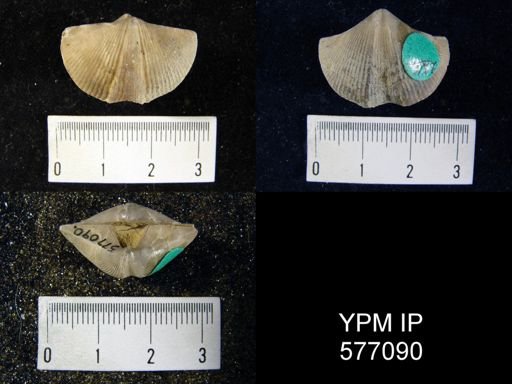 Spirifer whitneyi