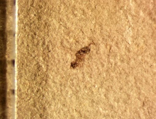undet. Hymenoptera