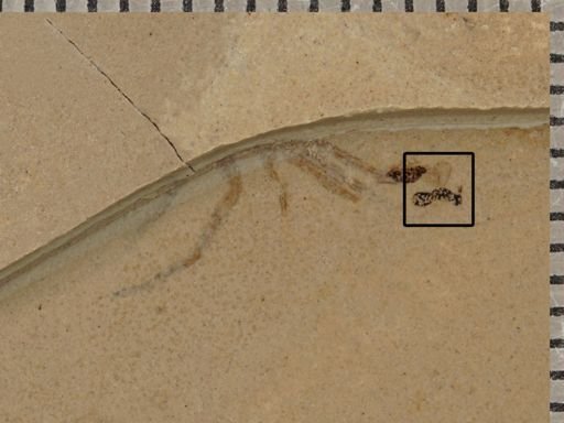 undet. Hymenoptera