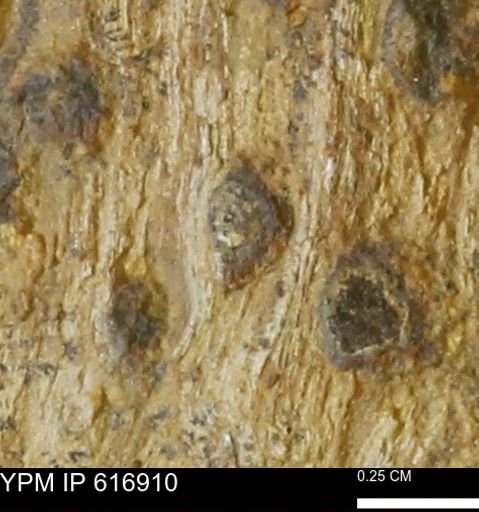 Teredo sp.