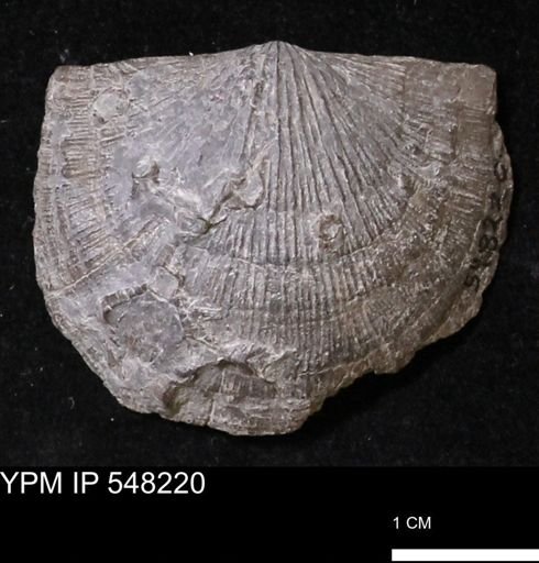 Stropheodonta demissa