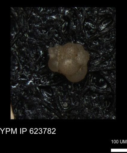 undet. Foraminiferida