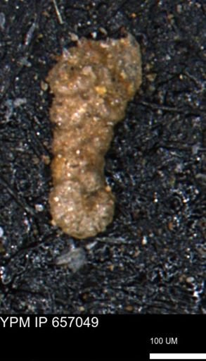Ammobaculoides whitneyi
