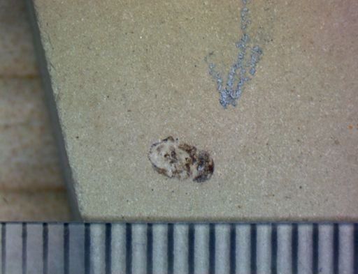 undet. Hexapoda