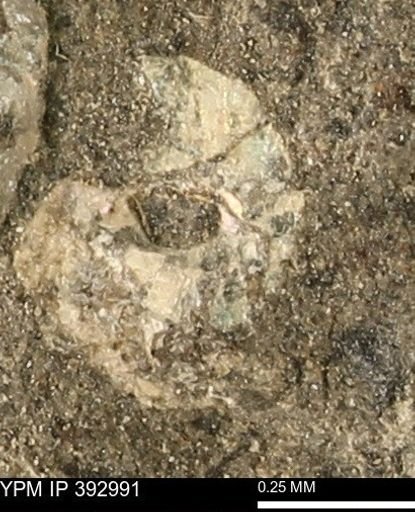 Scaphites sp.