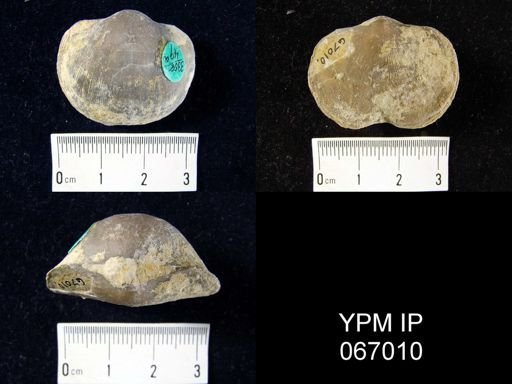 Schizophoria impressa