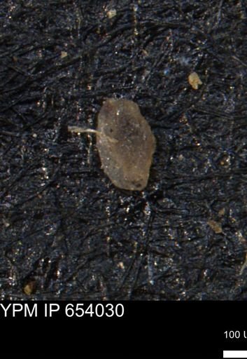 Miliammina manitobensis