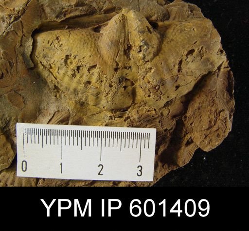 Euryspirifer robustiformis