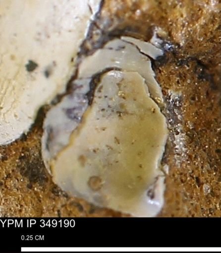 undet. Mollusca