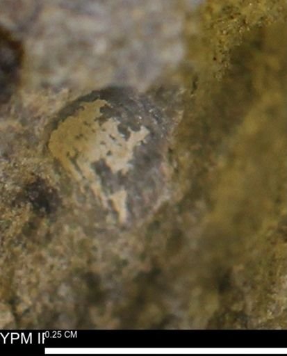 undet. Mollusca