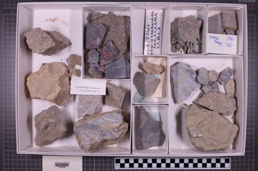 mixed taxa, stratigraphic collection