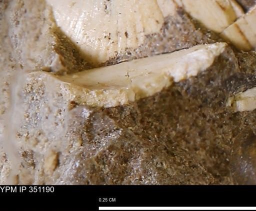 Limopsis striatopunctatus