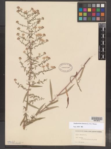 Symphyotrichum dumosum