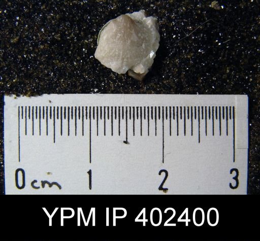 Archaeorthis?