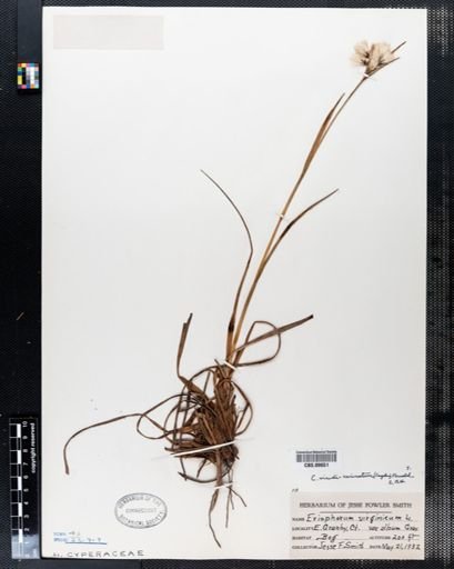 Eriophorum virginicum