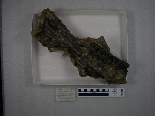Caenolambda pattersoni