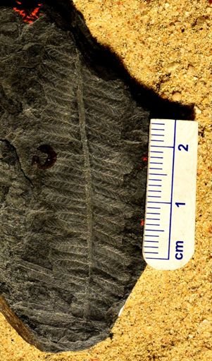 Pecopteris sp.