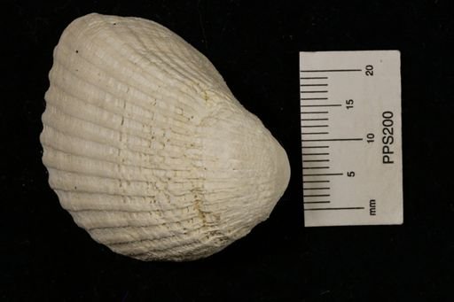 Arca (Scapharca)