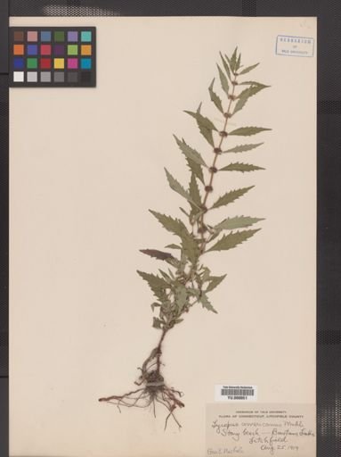 Lycopus americanus