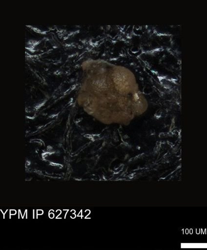 undet. Foraminiferida