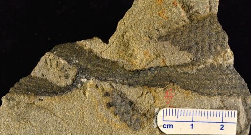 Archaeosigillaria sp.