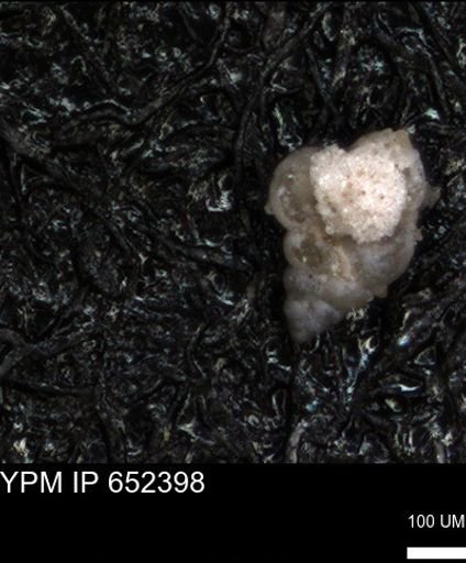 undet. Heterohelicidae