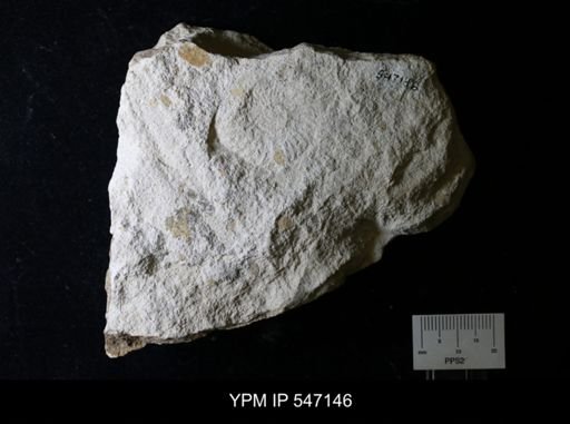 Subprionocyclus percarinatus