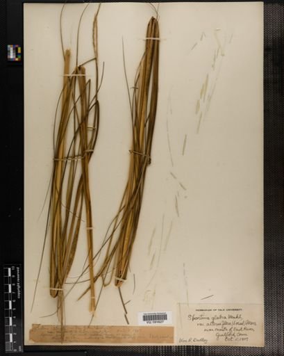 Plantae