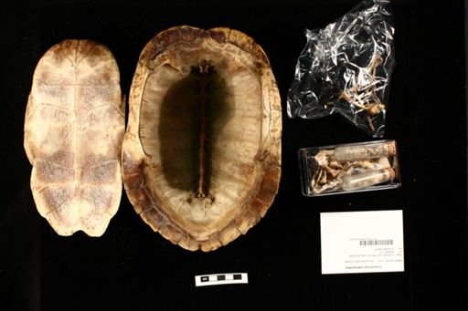 Pseudemys rubriventris