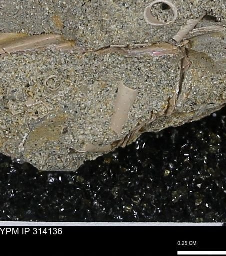 undet. Scaphopoda