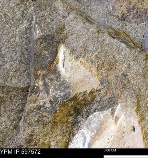 undet. Mollusca
