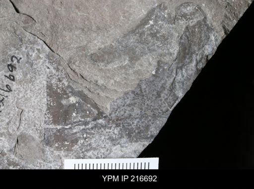 Eurypterus lacustris