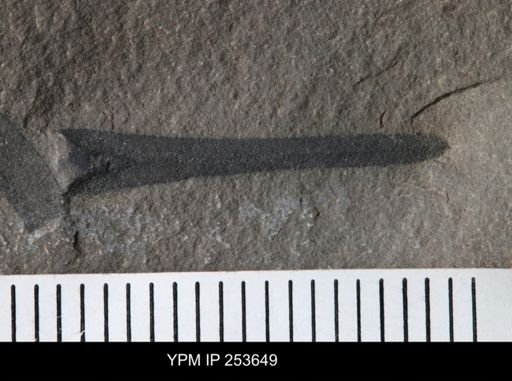 Eurypterus sp.