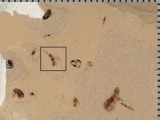 undet. Hymenoptera