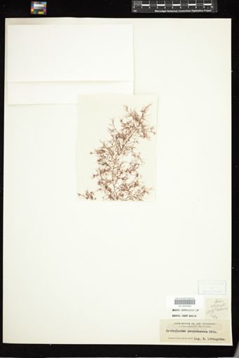 Cystoclonium purpurascens