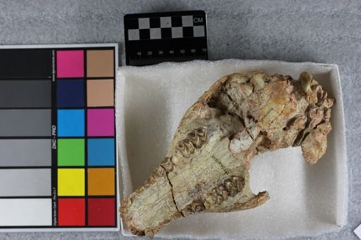 Merycoidodon sp.