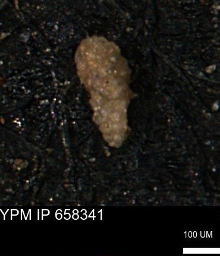 Verneuilinoides kansasensis