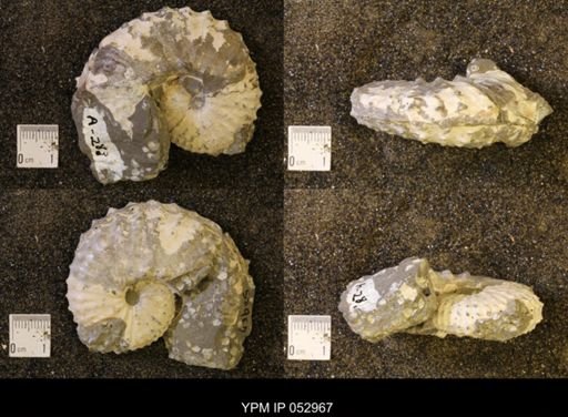 Discoscaphites gulosus