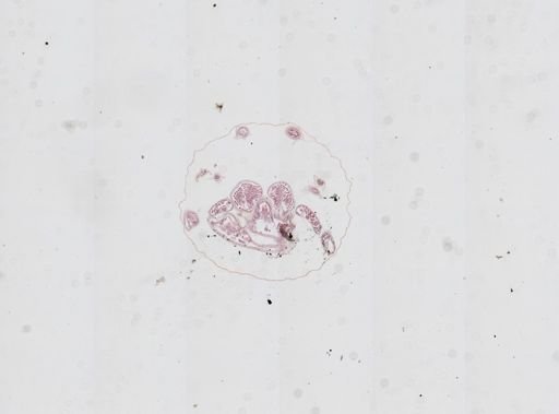 Prenolepis imparis
