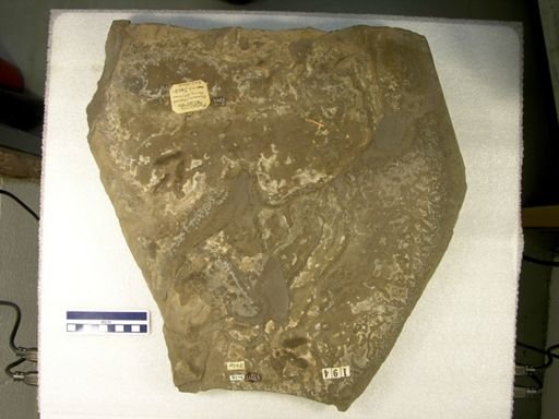 Platypterna digitigrada