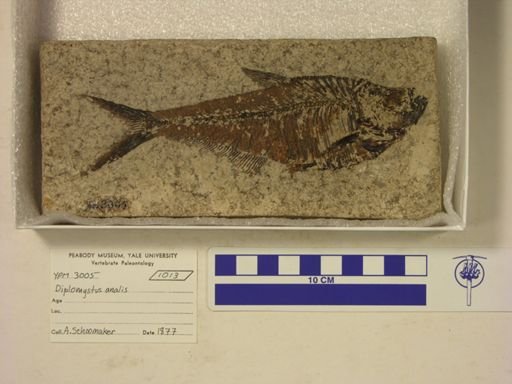 Diplomystus analis