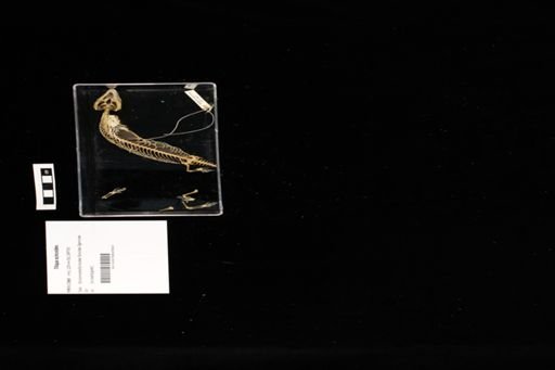 Tiliqua scincoides