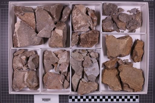 mixed taxa, stratigraphic collection
