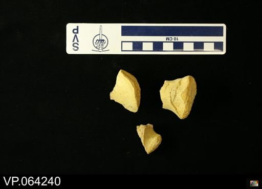 undet. Mosasauridae